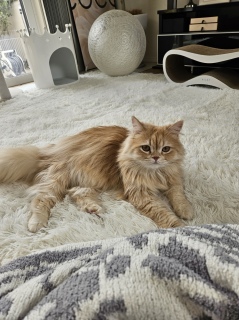 �����A�A�A