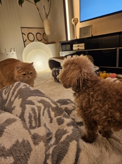 �e�f�BVS�s���N