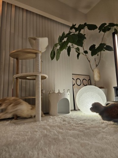 ���߂�ꂽ�A�A�A