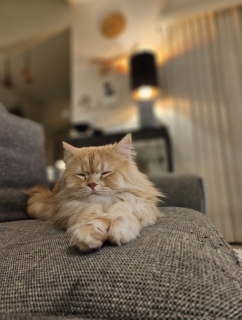 ���قǁA����͂���