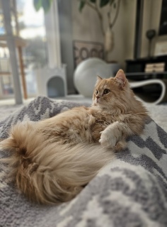 �䂪�Ƃ̃s���N��