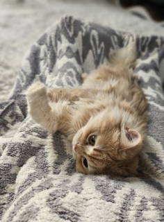 ����Ȏ����Ă���