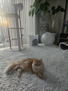 �܂�\�񂾂���