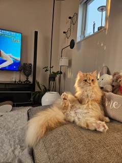 �I�����s�b�N��