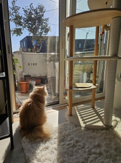 ���V�C�悭��