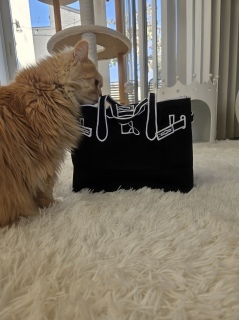 �G�R�o�b�O