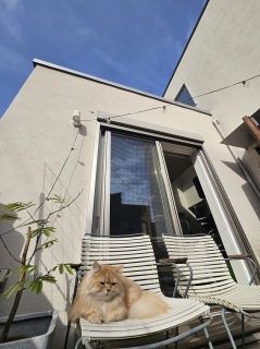 �u�T�C�N�s���N