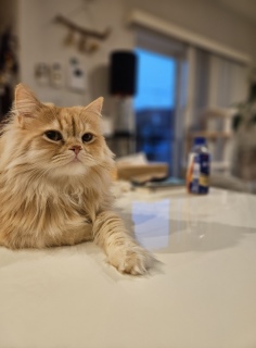 �v���Ԃ�̑�J