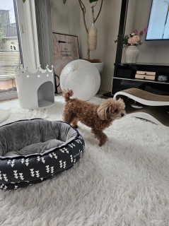 �ǁ[���A���v���Ԃ�ł�