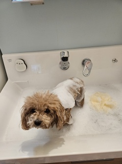 �V�����v�[���܂�