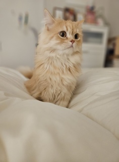 �����̃s���N�Ă�