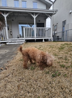 ���C�{�X�e�B�[