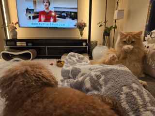 Matt���_�C�G�b�g