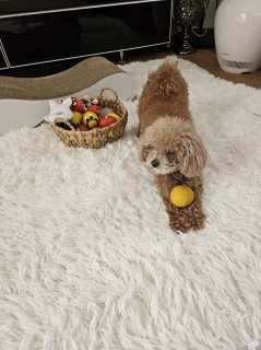 �ǁ[���A�e�f�B�����ł�