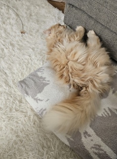 �\�t�@�[����