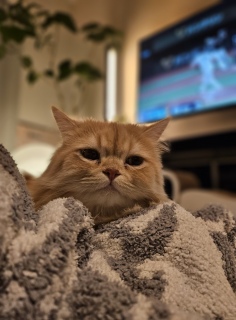 �s���N���A���E