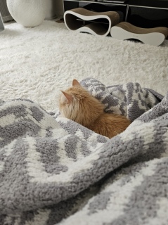 �l�͂��̂܂܂ł����ł�