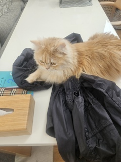 ���K�s����