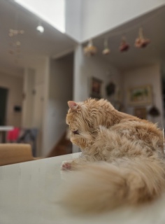 ���т̃s���N