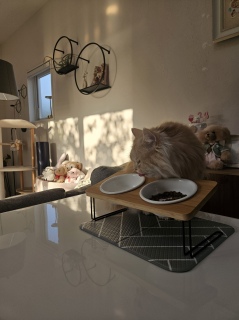 �s���N�̒����͂�