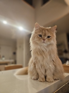 �܂�����WBC