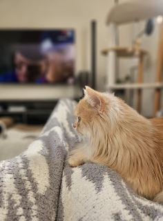 WBC���ō�������