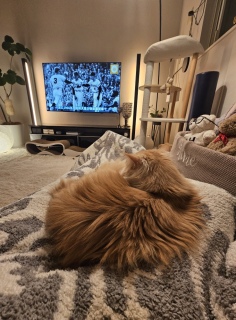 �䂪�Ƃ̖�����