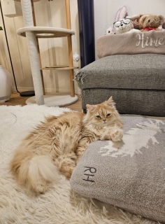 ���҂̕��i