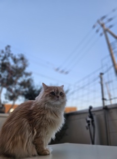 �A���҂��Ă�