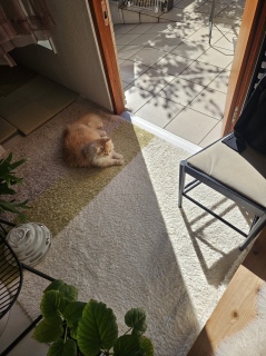 �s���N��