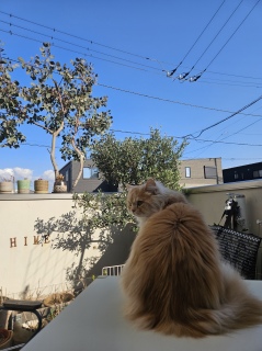 ���V�C��������