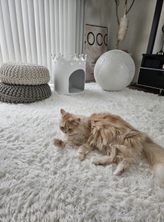 �����ɂ�