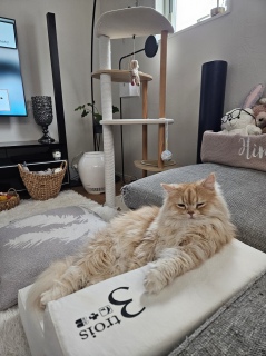 �P����̃X�e�b�v��ɂ�