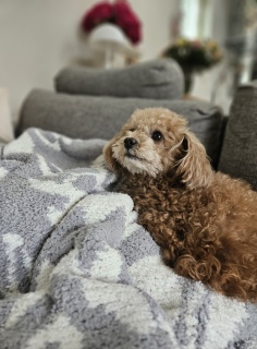 ���U�����A�������񂵂�