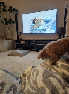 ������̕���