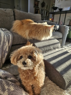 �ǁ[���A�ǁ[���e�f�B�����ł��B