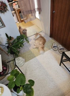 �T���ɋN������