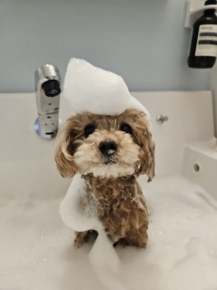 �V�����v�[