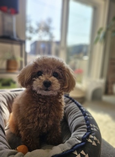 �u���b�V���O