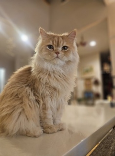 �l�����U���s�������ɂ�[