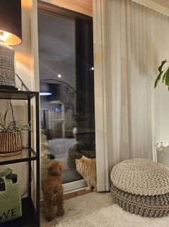 ���ǂ��Ȃ�����