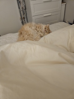 ���₷�݂Ȃ���