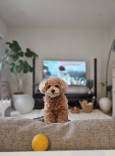 ���̂��U�����I�����