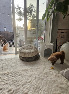 �s���N�ƃe�f�B�����