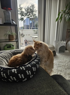 �Ԃ߂Ă�s���N