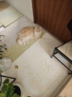 �s���N�͂�����