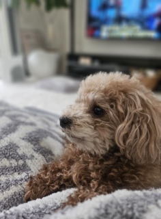 �e�f�B�����