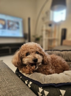 �e�f�B�����