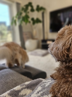 �ǁ[���A�Ăуe�f�B�����ł��B