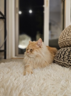 100�p�[�Z���g